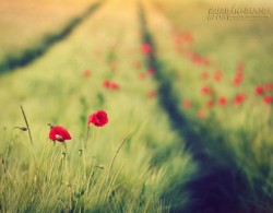 Tử vi tuần mới từ ngày 01/02/2016-07/02/2016