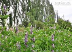 Liệt dương lâu năm uống thứ này cũng trở nên xung mãn