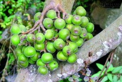 Vị thuốc cổ truyền trị bệnh sỏi mật, không mổ, không tái phát ít người biết đến