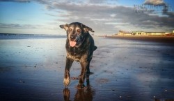 Cảm động ước nguyện cuối cùng của chú chó già vừa mù vừa điếc là… chạy tung tăng trên bãi biển