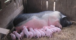 Nguyên nhân không ngờ khiến lợn nái chửa hoang trong trang trại không phối giống