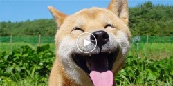 Chết ngất với chú chó Shiba hiểu tiếng người