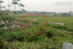 Dân hô cướp, CSGT lao xuống ruộng bắt 2 đối tượng bỏ chạy