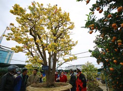 Cây mai giá 2 tỷ ở Đà Nẵng