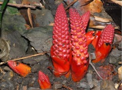 Toả dương - Thuốc bổ ngày xuân