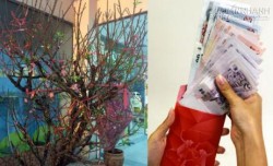 Choáng váng với người phụ nữ chi gần 90 triệu để mua một cây đào tết