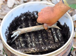 Câu kiến độc: Nghề lạ mới nổi với thu nhập khủng