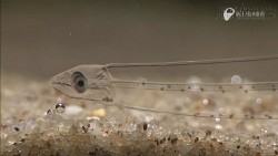 Loài cá lạ có thân hình trong suốt như pha lê