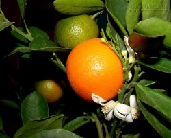 6 Điềm Báo Cho Năm Mới Nhiều Phúc Lành