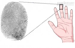 Xem vân tay luận đoán tính cách