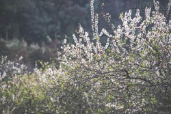 Mùa hoa mận bung nở trên cao nguyên Mộc Châu