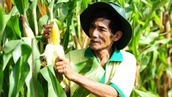 Ông lão trồng ngô và con đường ngắn nhất để đi đến hạnh phúc