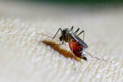 Trung Quốc có ca nhiễm Zika đầu tiên