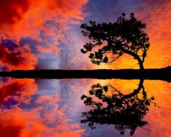 Trắc nghiệm tính cách dựa trên hình ảnh cây