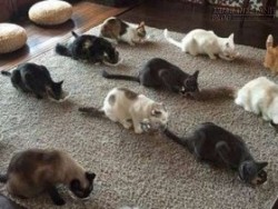 Sự thật đằng sau việc những chú mèo ngoan ngoãn xếp hàng có trật tự