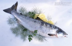8 loại cá giàu Omega 3 nhất mà cơ thể bạn cần cho trí thông minh