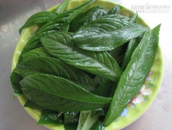 Lá xương sông trị ho tiêu đờm