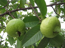 Ăn ổi trong vườn nhà, nhập viện khẩn vì ngộ độc thuốc kích thích