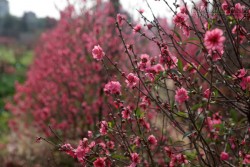 Đào nở đỏ rực sau Tết, nông dân Nhật Tân đỏ mắt