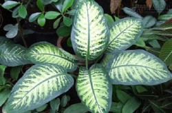 Sự thật loại cây tử thần giết chết trẻ em chỉ trong vòng 1 phút