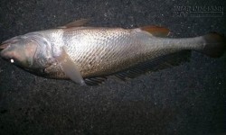 Bắt được cá sủ vàng giá bán gần 1 tỷ đồng ở sông Đồng Nai