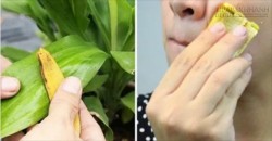 Sau khi đọc được thông tin này bạn sẽ không bao giờ vứt vỏ chuối đi nữa