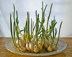 Mẹo trồng cả 1 vườn rau sạch không phân thuốc từ những thứ tưởng chừng bỏ đi