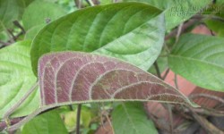 Dùng lá mơ lông bạn sẽ không cần uống thuốc?