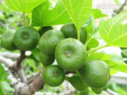 Loại quả chữa ngộ độc vô cùng hiệu nghiệm