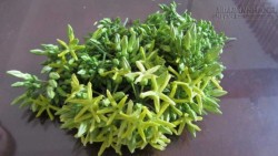 Hoa thiên lý, vừa thơm vừa bổ dưỡng