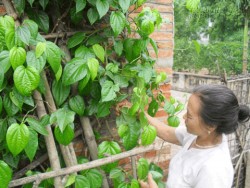 10 mẹo trị dứt điểm viêm cô chủ nhỏ không cần dùng thuốc