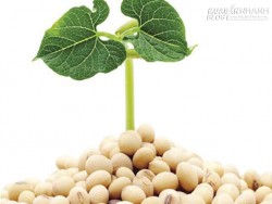 Hàng loạt hiểm nguy khi dùng tinh chất mầm đậu nành