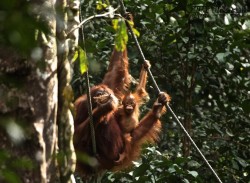 Thăm Người Rừng trong khu bảo tồn bền vững ở Sepilok – Malaysia