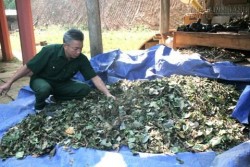 Bệnh xương khớp bị viện trả về, tìm đến bài thuốc Nam này là khỏi
