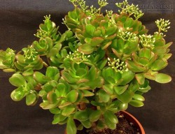 Nên trồng những loại cây hoa này để trừ tà ma và mang đến nhiều tài lộc