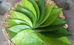 Lá trầu không chữa bách bệnh nhưng lại ít người biết