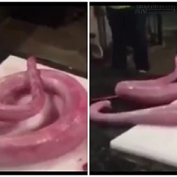 Kinh hoàng chú rắn sống lại trả thù sau khi bị cắt đầu và lột da