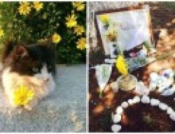 Điều gì khiến cả trường học đều tiếc thương khi một cô mèo hoang qua đời?