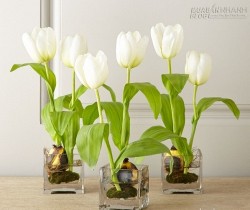 Chọn cây phong thủy để bàn trợ lực nghề nào phát nghề đó