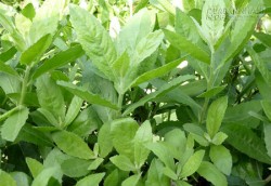 Loại cây quen thuộc giúp nhiều người thoát khỏi bàn tay tử thần