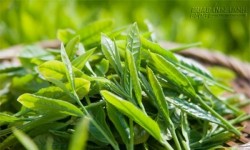 Những loại lá tắm thông dụng và an toàn cho bé