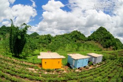 Du lịch Mộc Châu ngủ bungalow container ngắm những đồi chè xanh mát
