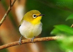 Ý nghĩa thâm thúy từ câu chuyện chú chim và bãi phân bò