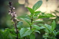 Bài thuốc giúp cai nghiện rượu hoàn toàn nhờ vài ngọn húng quế