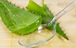 Bí quyết hay giúp mọc tóc và hết hói đầu với thần dược nha đam