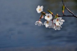 7 điều kiêng kị trong tiết Thanh Minh