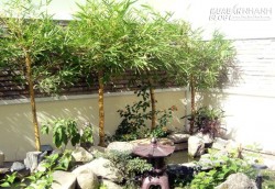 Những vị trí trồng cây phong thủy thu hút tài lộc cho gia chủ