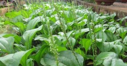 Khi bị chó cắn, rắn cắn hay côn trùng có độc cắn hãy đắp ngay loại lá này trước khi quá muộn