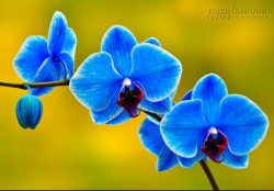 Hạnh phúc nhân đôi chỉ nhờ cắm hoa này trong phòng