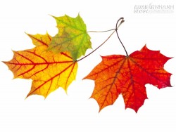 Chọn chiếc lá để đoán mức độ quyến rũ của bạn